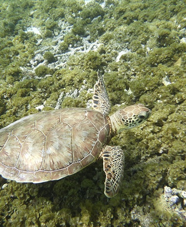 Guadeloupe, turtle